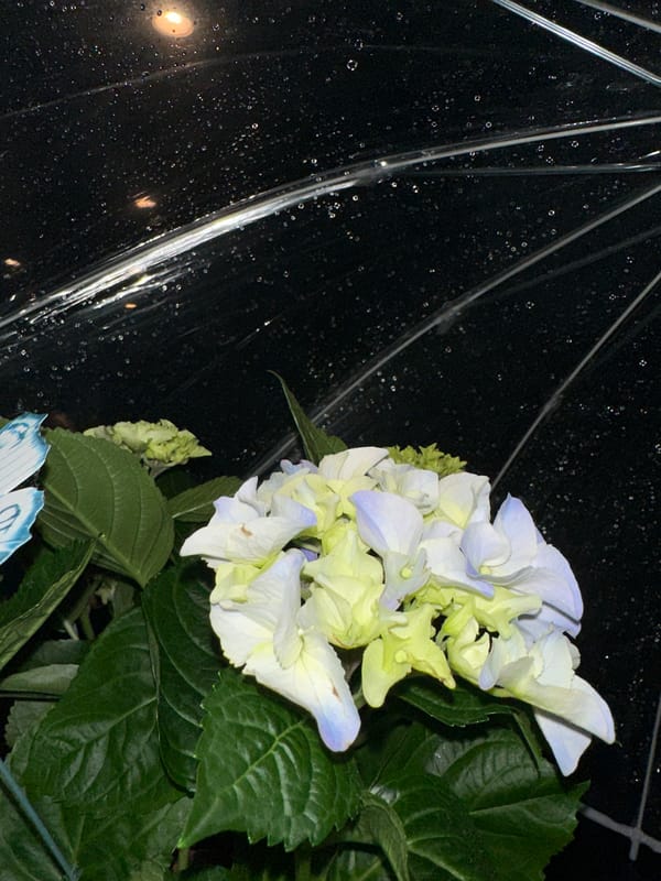 Resident documents hydrangeas under umbrella during Krefeld rain shower