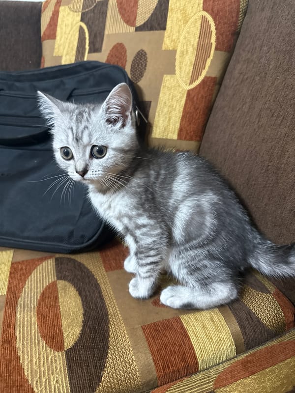 Silver tabby kitten plays with cherries on a sofa in Lovech
