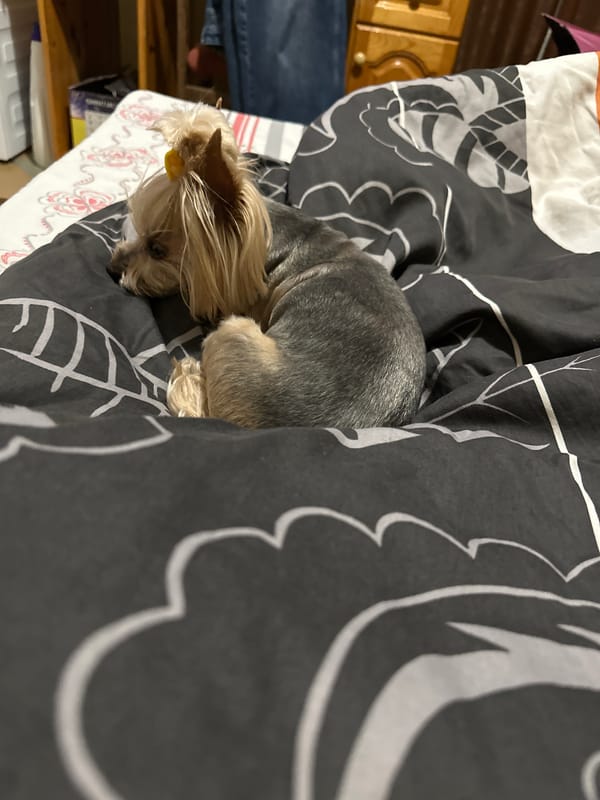 Yorkshire Terrier rests on bed in Lehchevo, Bulgaria