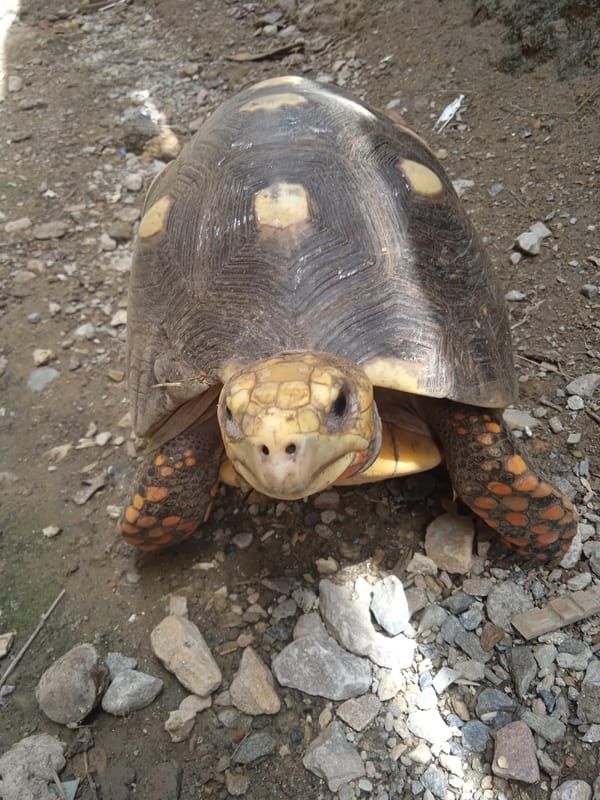 Tortoises, dogs, and garden life in an outdoor enclosure