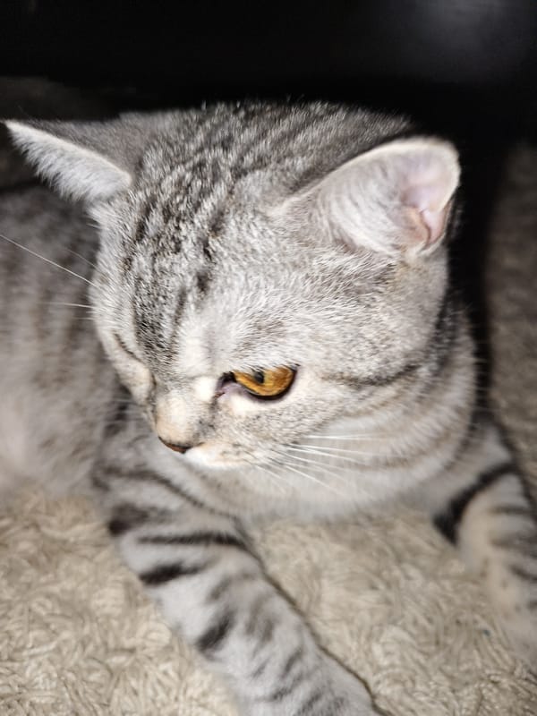 Grey tabby cat with amber eyes rests on textured surfaces