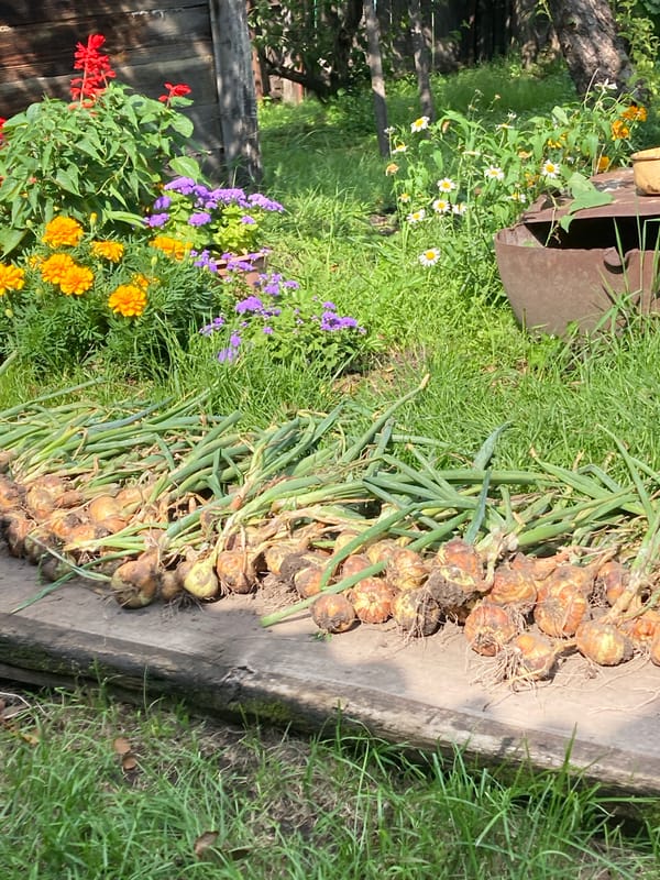 A quiet summer morning of harvesting and rest at home