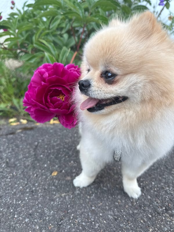 Pomeranian dog poses beside magenta peony flower in Germany