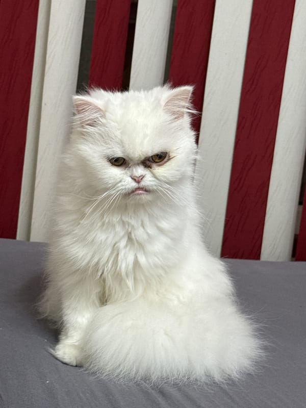 White long-haired cat photographed resting in Burgas, Bulgaria