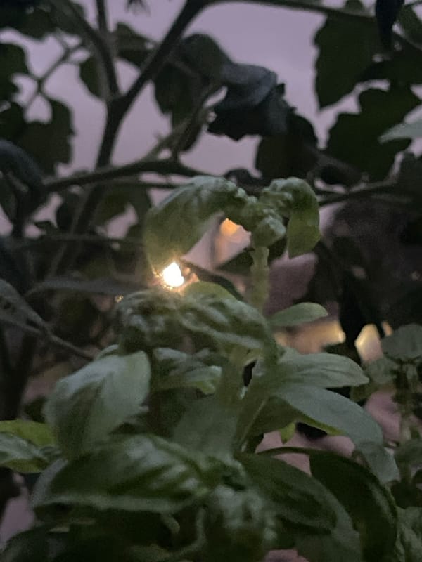 Black cat and garden plants at a Madina home