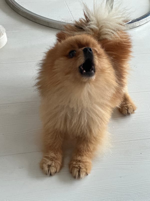 Pomeranian dog photographed playing indoors in Asenovgrad, Bulgaria