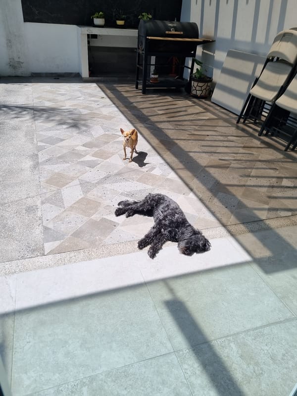 Two dogs spotted on patio in Tlaxcalancingo, Mexico