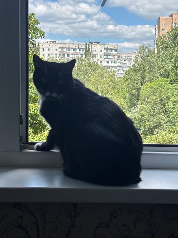 Cats, coffee, and quiet morning details in Bila Tserkva