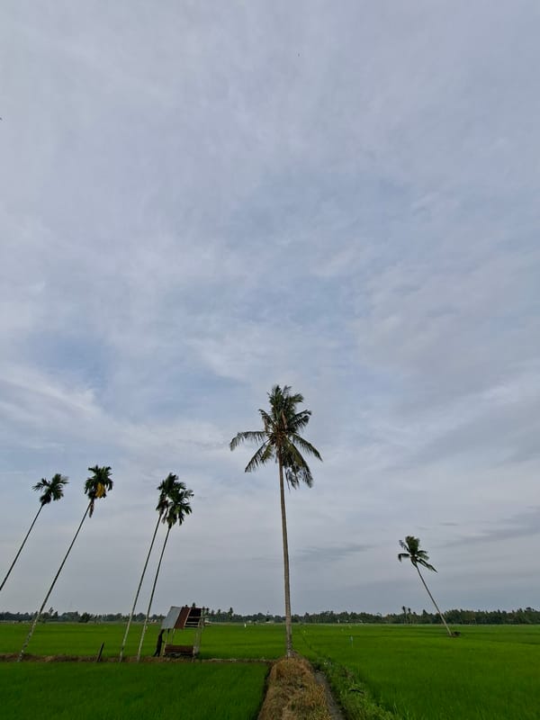 Rural life and rice harvest in Kayeepanyang, Indonesia
