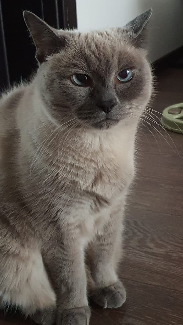 Siamese cat roams a Krasnoyarsk apartment floor