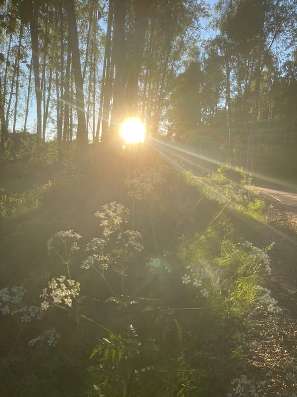 Strolling birch forests and rural backroads in Zarechny