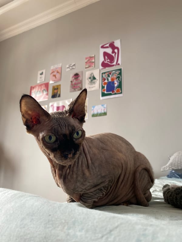 Sphynx cat's quiet morning in a Batumi apartment