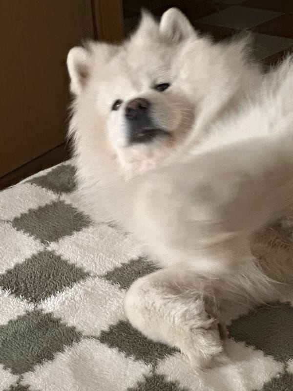 Samoyed dog interactions and outdoor fire documented in Montenegro