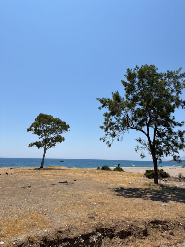 Mediterranean morning: beaches, blooms, and dry summer landscapes