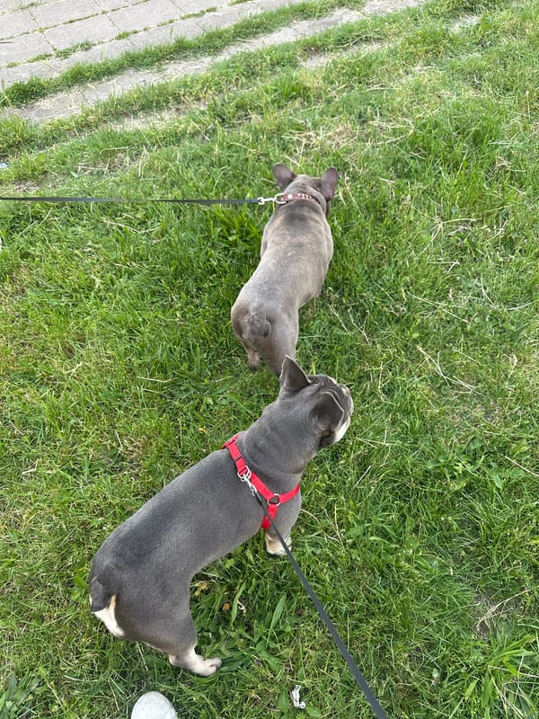 French Bulldogs captured in daily moments across multiple locations