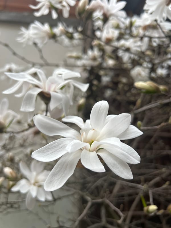 Spring flowers and memorials documented across Bansko, Bulgaria