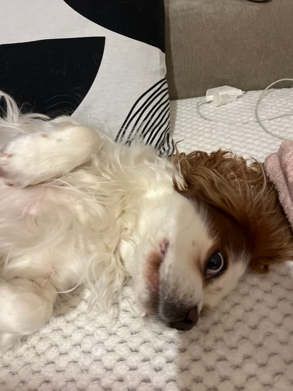 Cavalier King Charles Spaniel shows alarmed expression while resting