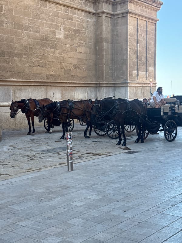 Horse-drawn carriage near Palma's Gothic cathedral on a clear morning