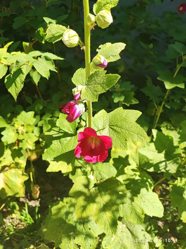 Summer garden blooms and a quiet street in Lytkarino