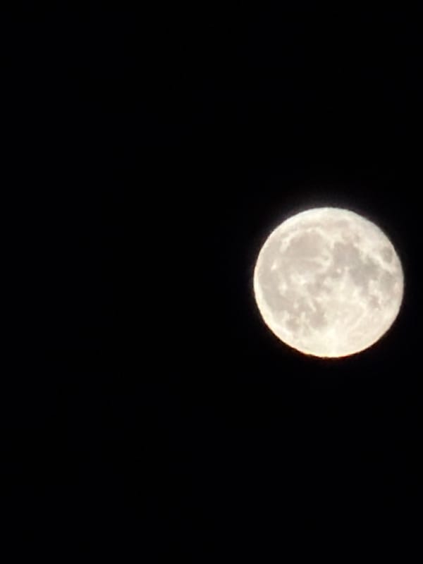 Pet gecko and full moon observed in Izhevsk