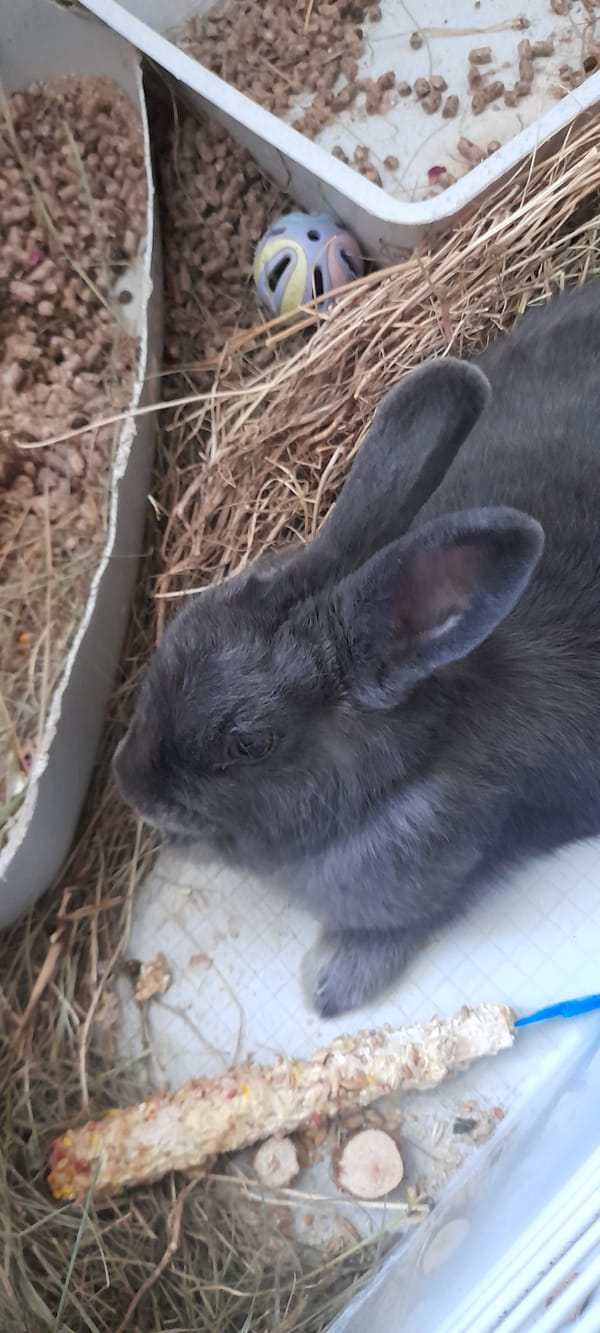 Rabbits in cages, multiple close-up angles
