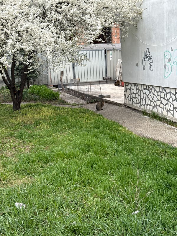 Morning walkway scene captured in Sofia, Bulgaria