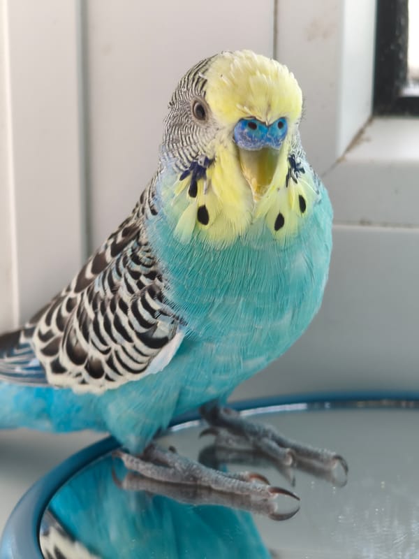 Budgie explores mirror and cage perch in Chaikovsky