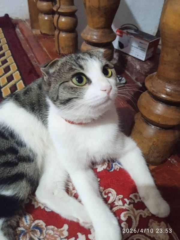 Scottish Fold cat observed resting on rug in Khujayli