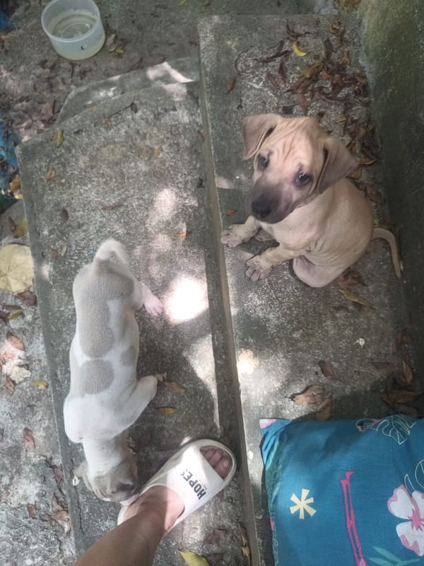 Morning scenes with puppies, pigeon in Baan Thong Nang garden