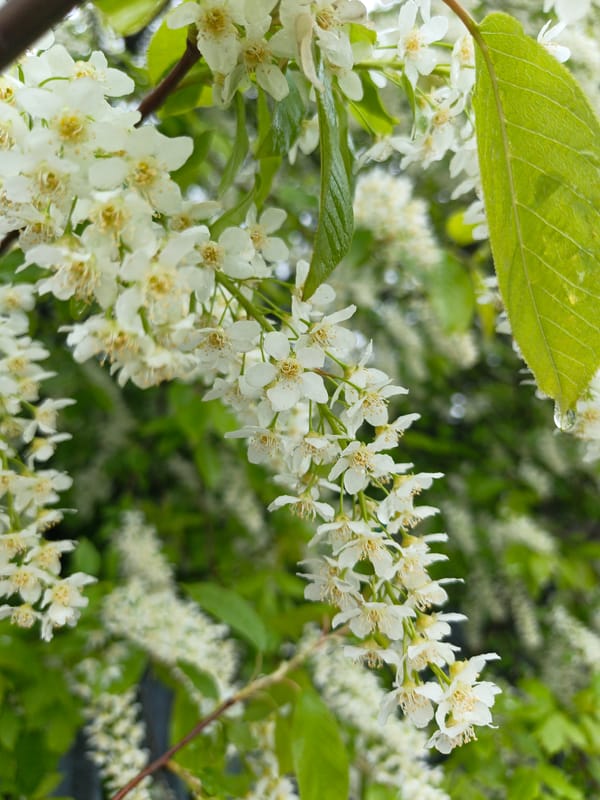 Spring blossoms documented in Irkutsk, Russia early morning