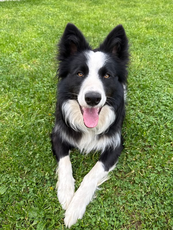Border Collie enjoys grass time in Berkovitsa, Bulgaria