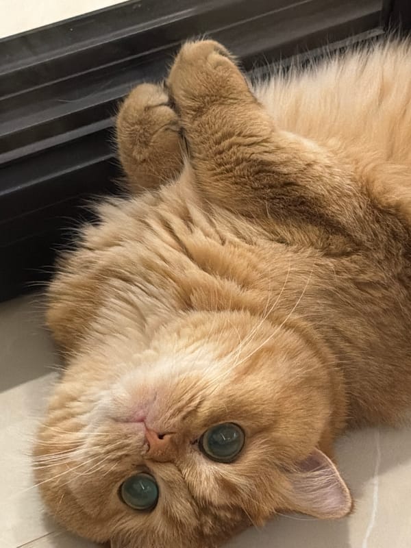 Ginger cat sprawls on tiled floor in Đà Nẵng