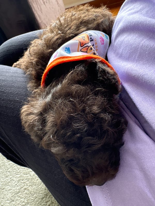 Dog with Peru bandana rests on owner's lap