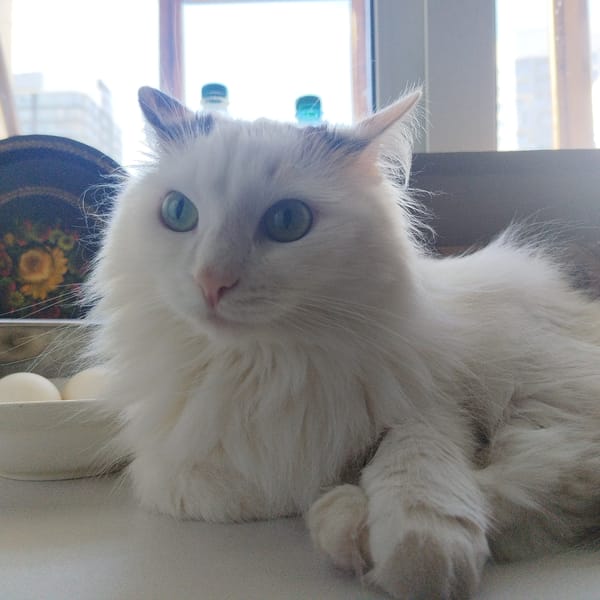 Woman documents Easter morning with cat in Yekaterinburg
