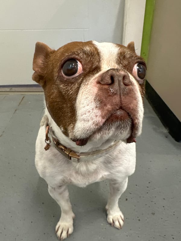 Boston Terrier photographed indoors in Pitt Meadows, Canada