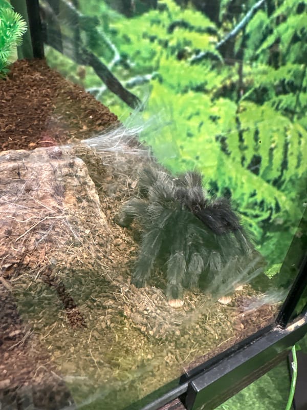 Exotic pet collection documented in Stavropol terrariums