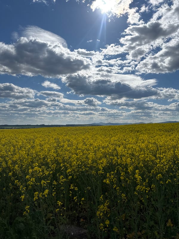 Spring blooms documented in Slovak countryside