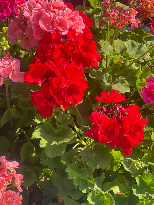 Summer blooms and cobblestone streets in central Iași