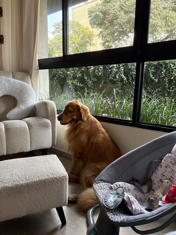 Golden Retriever observed in nursery room in Miraflores, Peru