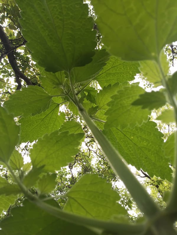 Morning garden life documented in Biliaivka, Ukraine residential area