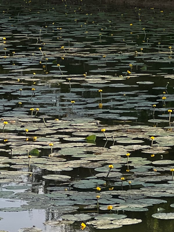 Peaceful waterways documented across western Ukraine locations