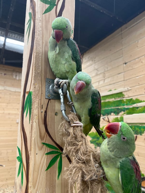 Moscow visitors hand-feed colorful parrots at aviary park
