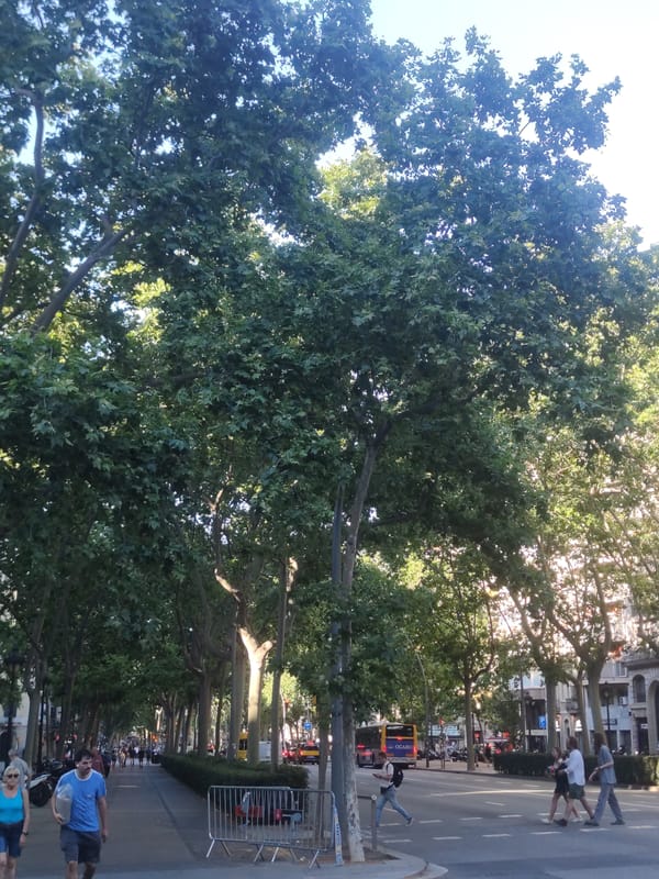 Police response blocks Barcelona boulevard amid Catalan architecture