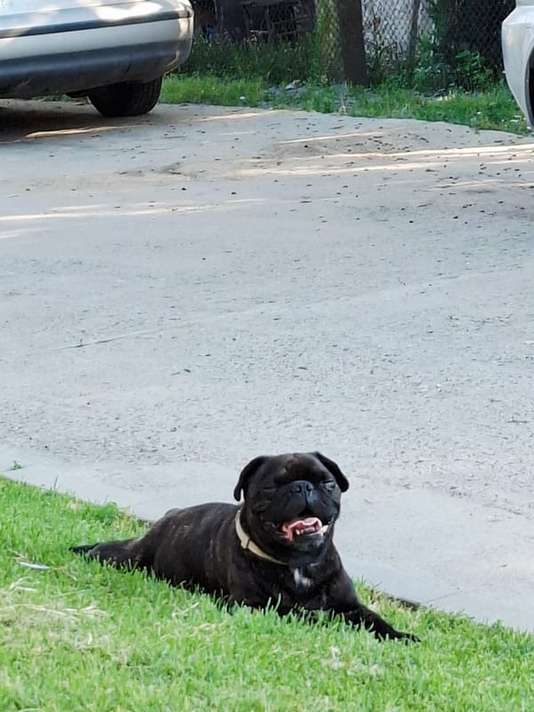 Pug spotted panting on grass in Krapets, Bulgaria
