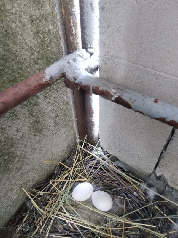 Pigeons nesting nearby while a layered cake gets its moment