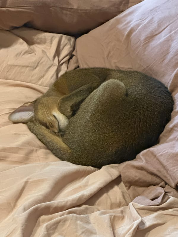 Domestic cats observed resting in Moscow homes Monday afternoon