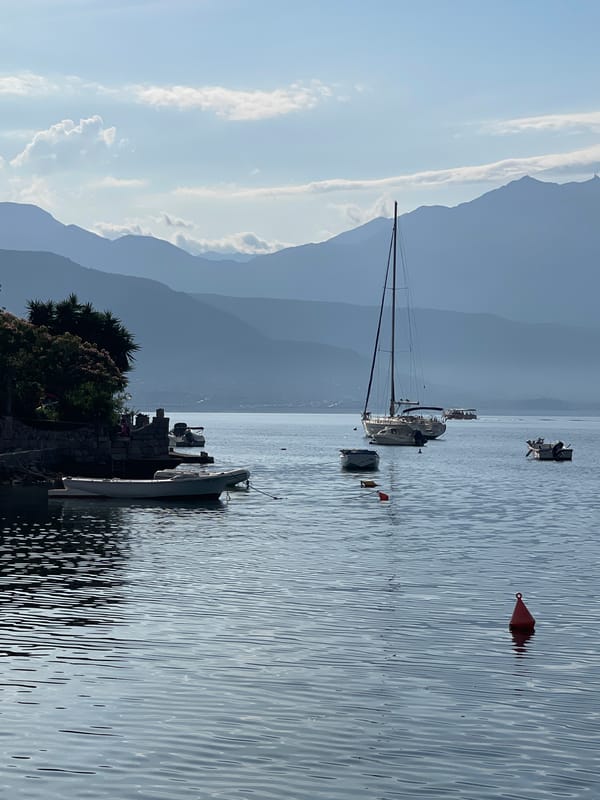 Morning tranquility captured in Đenovići: water, cat, fish