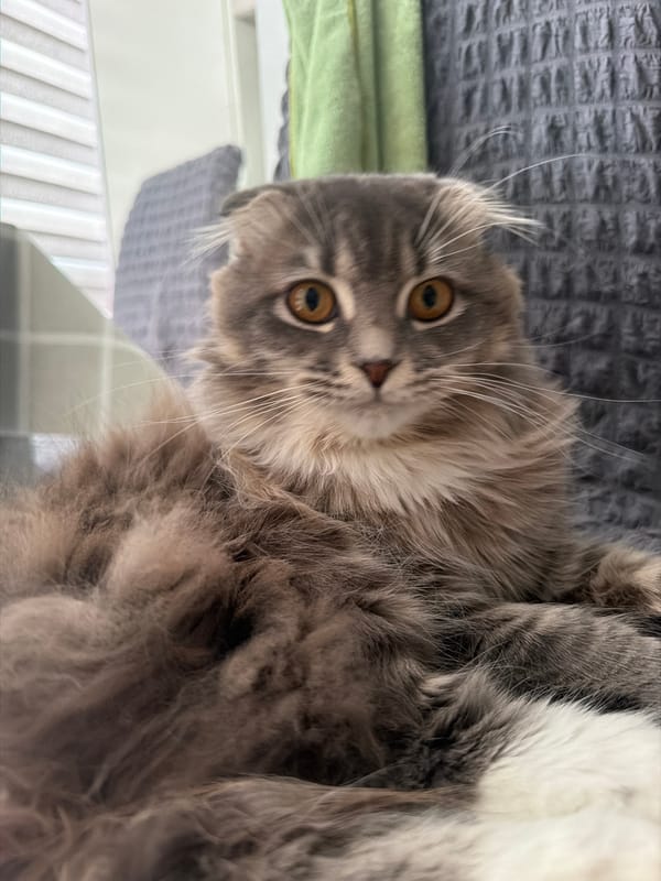 Scottish Fold cat lounging and grooming at home in Ukraine