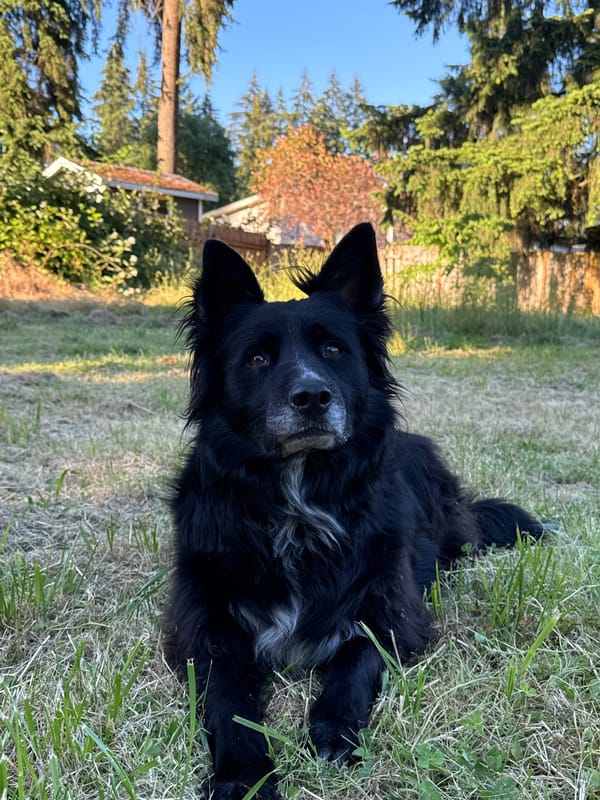 Dog and rabbit share a backyard evening in Graham
