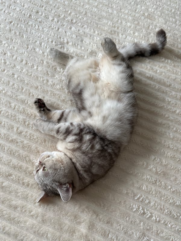 Tabby cat lounging on its back in Nha Trang